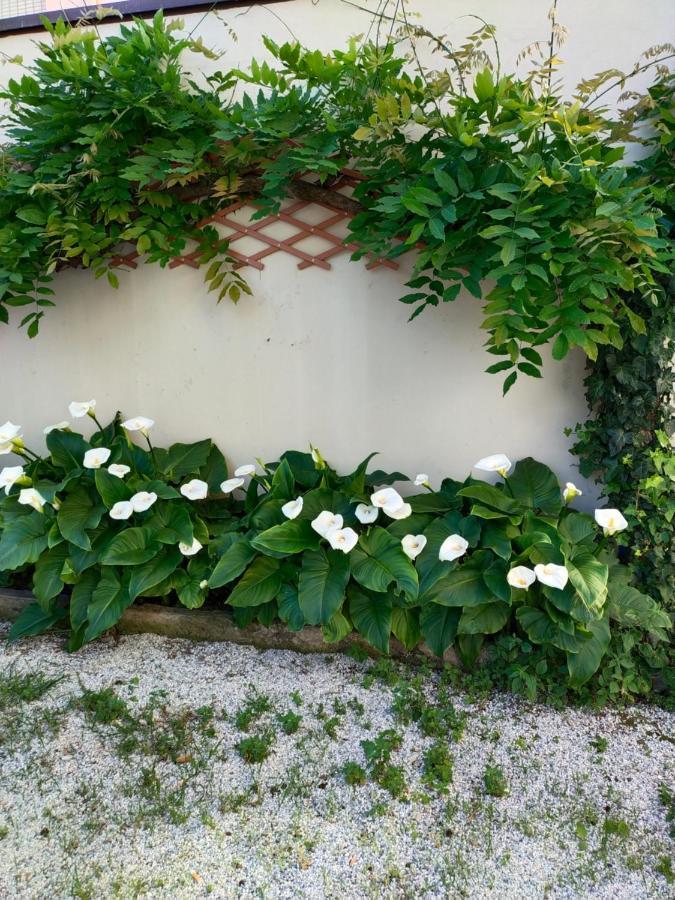 Hotel Goldene Rose Rimini Dış mekan fotoğraf